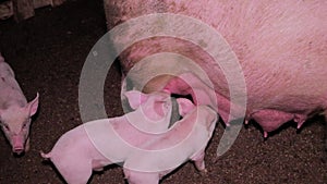 An adult, fat, dirty pig with little piglets on an indoor farm. Piglets eat milk from a sow.