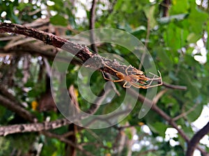 Huntsman Spider on a tree in Rarotonga Cook Islands photo