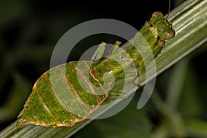 Adult Female Acanthopid Mantis