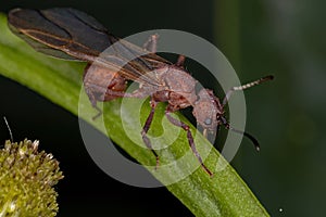 Adult Female Acromyrmex Leaf-cutter Queen Ant