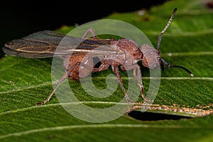 Adult Female Acromyrmex Leaf-cutter Queen Ant
