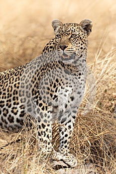 Adult female African Leopard standing alert, South Africa