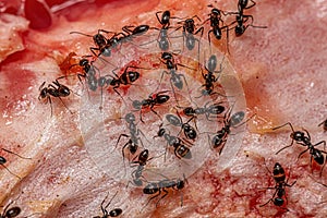Adult Female Ants eating watermelon