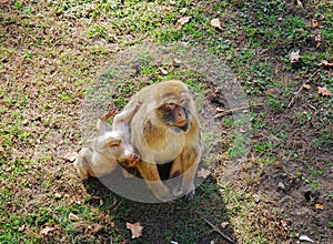 An adult female Barbary macaque, Macaca sylvanus, known as a Barbary ape or magot with a baby monkey sits on the grass. Zoo WrocÅ‚