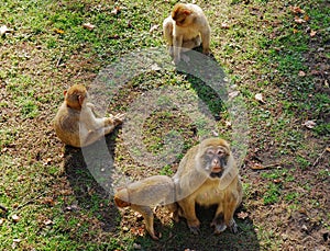 An adult female Barbary macaque, Macaca sylvanus, known as the Barbary ape or magot, surrounded by baby monkeys sits on the grass