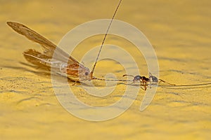 Adult Female Big-headed Ant preying on an Adult Caddisfly Insect photo