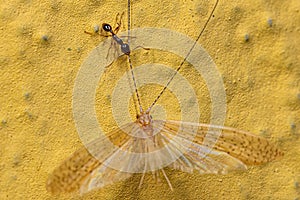 Adult Female Big-headed Ant preying on an Adult Caddisfly Insect photo