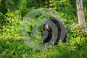 Adult Female Black Bear (Ursus americanus) with Cub Behind