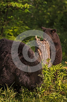 Adult Female Black Bear Ursus americanus and Cub Forage