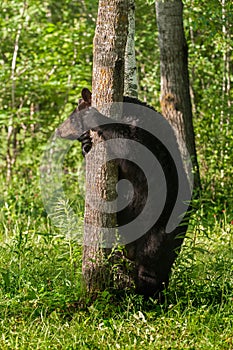 Adult Female Black Bear (Ursus americanus) Holds on to Tree