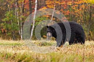 Adult Female Black Bear (Ursus americanus) Looks Back