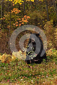 Adult Female Black Bear (Ursus americanus) Nibbles