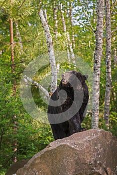 Adult Female Black Bear Ursus americanus Stands on Rock Lookin
