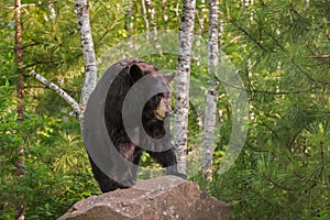 Adult Female Black Bear Ursus americanus Stands on Rock Lookin photo