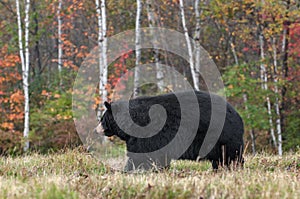 Adult Female Black Bear (Ursus americanus) Walks Left