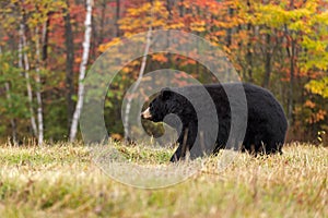 Adult Female Black Bear (Ursus americanus) Walks Left