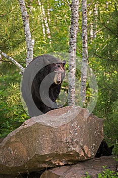 Adult Female Black Bear Ursus americanus Walks Up Rock