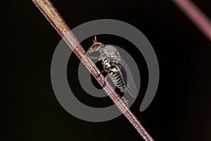 Adult Female Black Fly