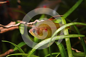 Adult female of bleeding heart tetra, big characin fish live in blackwater biotope aquarium