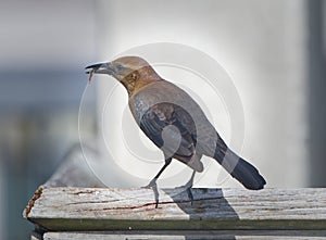 Adult female boat tailed grackle (Quiscalus major) with bluefin killifish (Lucania goodei)