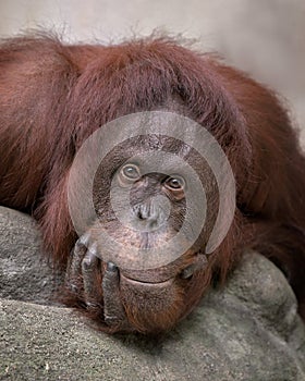 Bornean orangutan closeup portrait photo