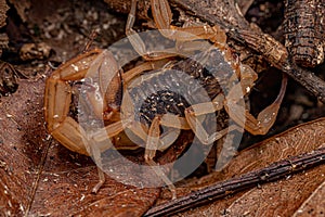 Adult Female Brazilian Yellow Scorpion