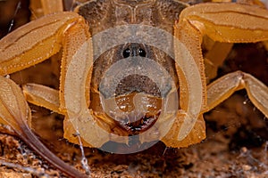 Adult Female Brazilian Yellow Scorpion