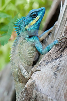 Adult female Calotes bachae lizard on a branch