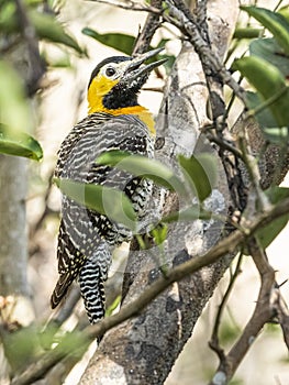 Adult Female Campo Flicker