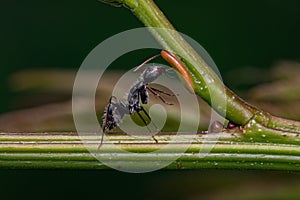 Carpenter Ant eating on the extrafloral nectary