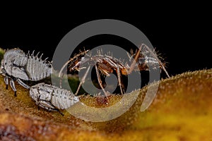 Adult Female Carpenter Ant with Typical Treehoppers nymphs