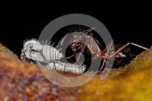 Adult Female Carpenter Ant with Typical Treehoppers nymphs