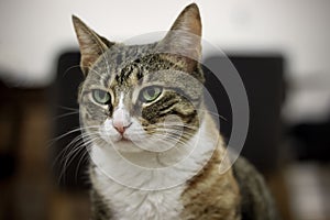 Adult female cat looking dangerous and serious