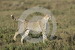 Adult Female Cheetah (Acinonyx jubatus) Tanzania