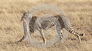 Adult female Cheetah walking with a kill in her mouth Serengeti Tanzania