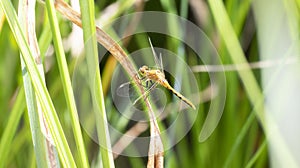 Adult Female Cherry-faced Meadowhawk Sympetrum internum Dragonfly Perched on Green Vegetation at a Marsh