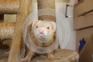 Adult female cinnamon coloured jill ferret