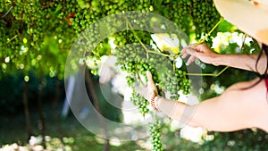 adult female collecting bunches of grapes