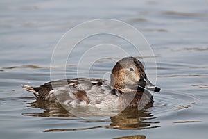 Female common pochard Aythya ferina afloat