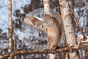 Adult Female Cougar Puma concolor Balances in Birch Tree