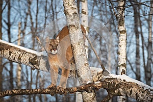 Adult Female Cougar Puma concolor Balances on Branches of Tree Winter