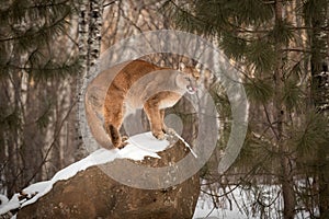 Adult Female Cougar Puma concolor Licks Nose on Rock