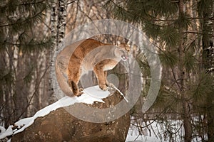 Adult Female Cougar Puma concolor Licks Nose on Rock photo