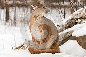 Adult Female Cougar Puma concolor Looks Right Ears Back Winter