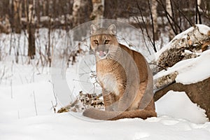Adult Female Cougar Puma concolor Sits Licking Nose
