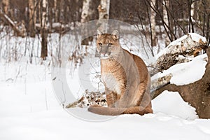 Adult Female Cougar Puma concolor Sits in Snow Looking Out Winter