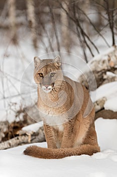 Adult Female Cougar Puma concolor Sits in Snow With Tip of Tongue Out Winter