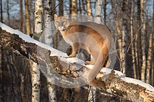 Adult Female Cougar Puma concolor Tail Curled Around Branch Winter