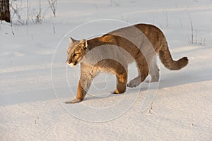 Adult Female Cougar Puma concolor Walks Left Through Snow Winter
