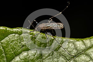 Adult Female Culicine Mosquito Insect